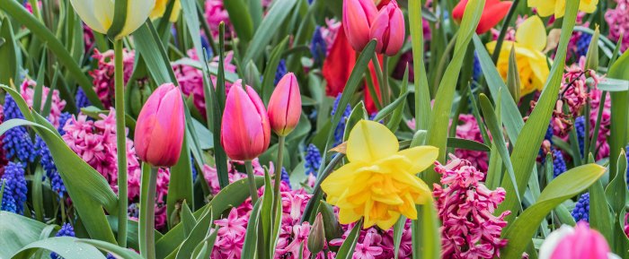 Best flowers to plant for spring