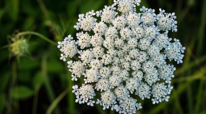 Weed plant in flowering stage