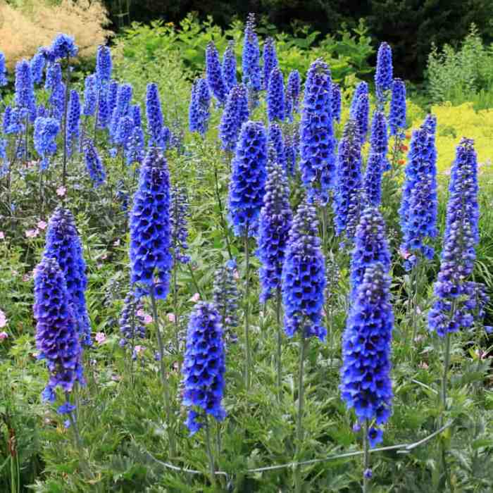 Plant with blue flowers