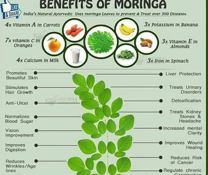 Moringa oleifera nutrition facts