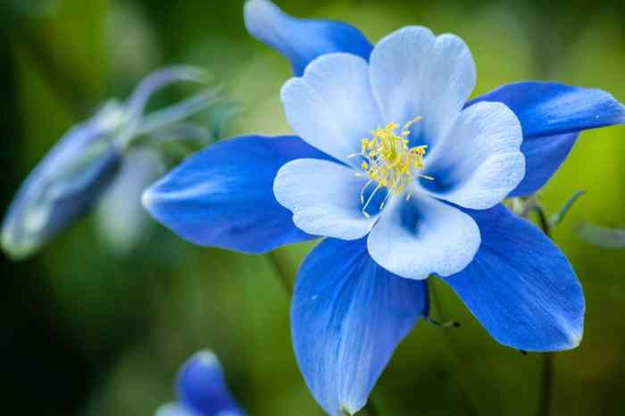 Plant with blue flowers