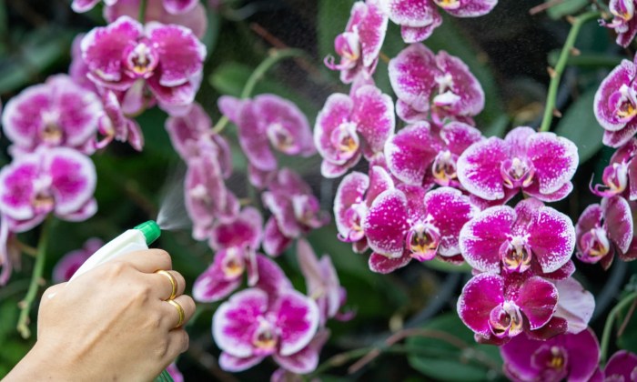 How much to water an orchid plant