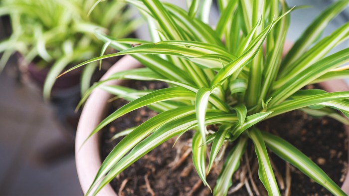 How much should i water my spider plant