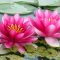 How Much Water Do Lily Plants Need?