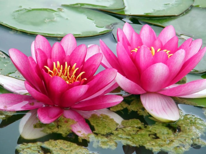 How much water do lily plants need