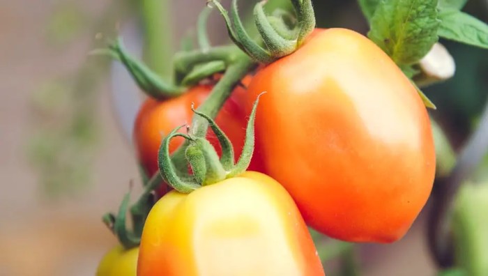 How much water a tomato plant needs