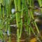 How Much Do You Water a Bamboo Plant?