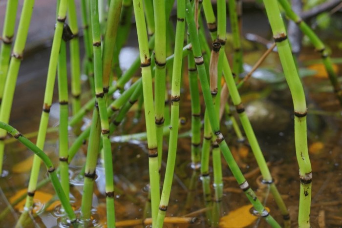 How much do you water a bamboo plant