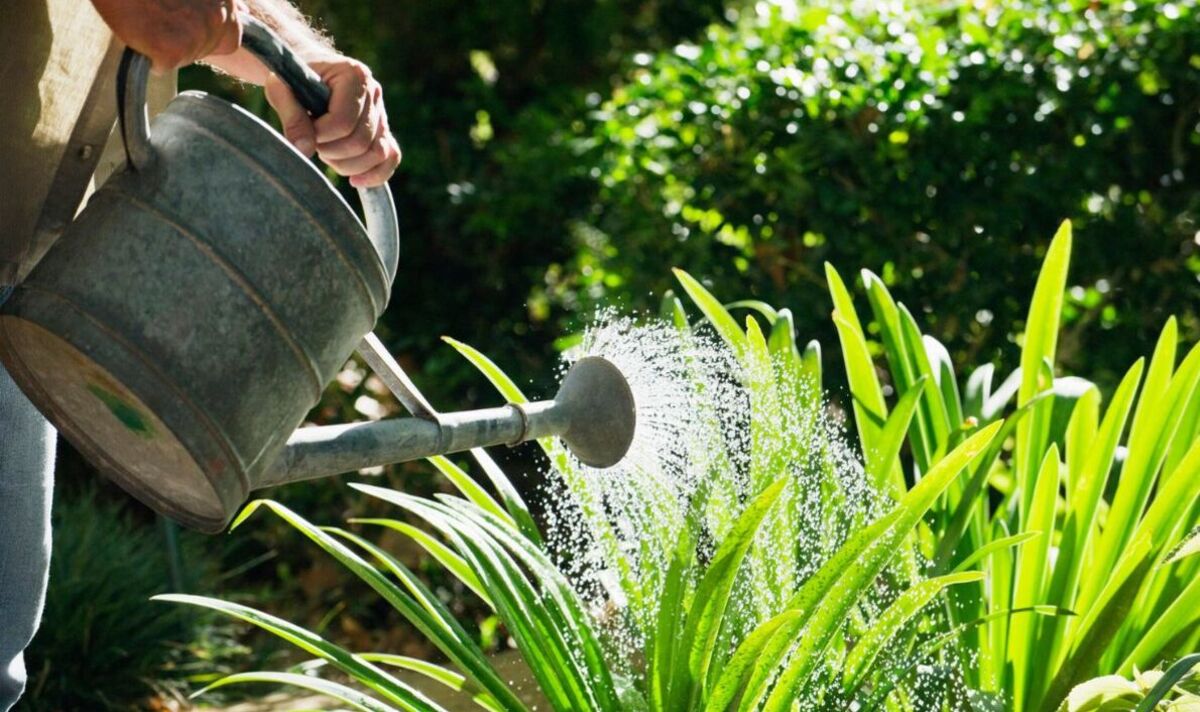 How many times to water plants in summer