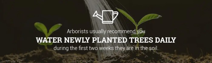 How much should you water newly planted trees