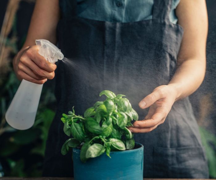 How much do you water a basil plant