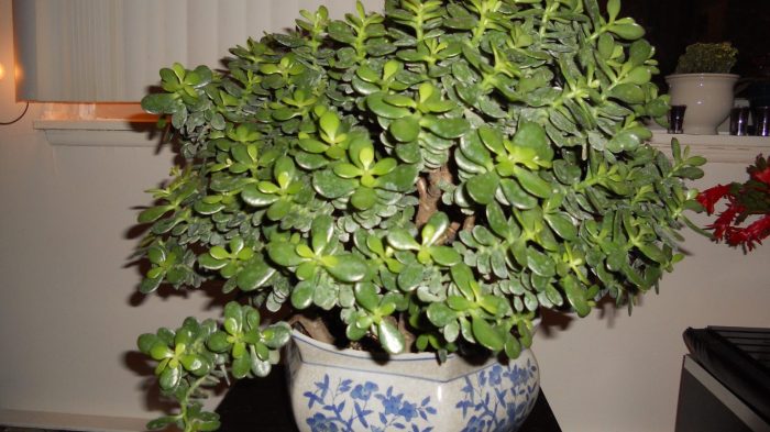 How much should you water a jade plant