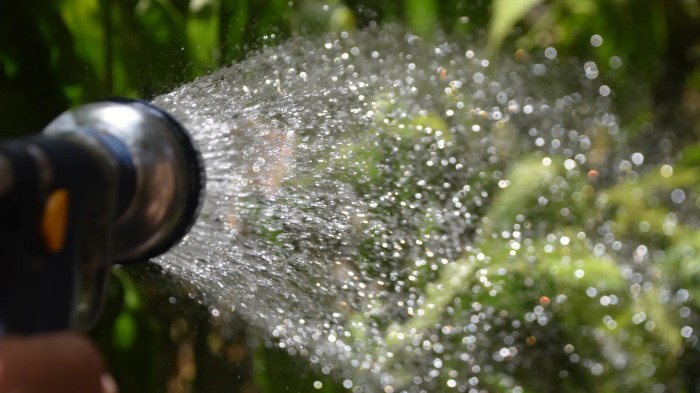 How much should you water a lavender plant