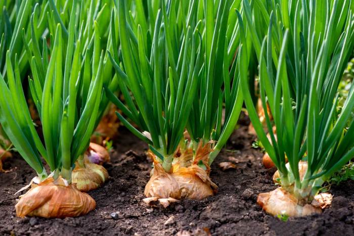 How much to water onion plants