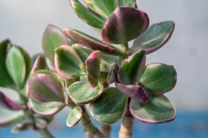 How many times to water jade plant