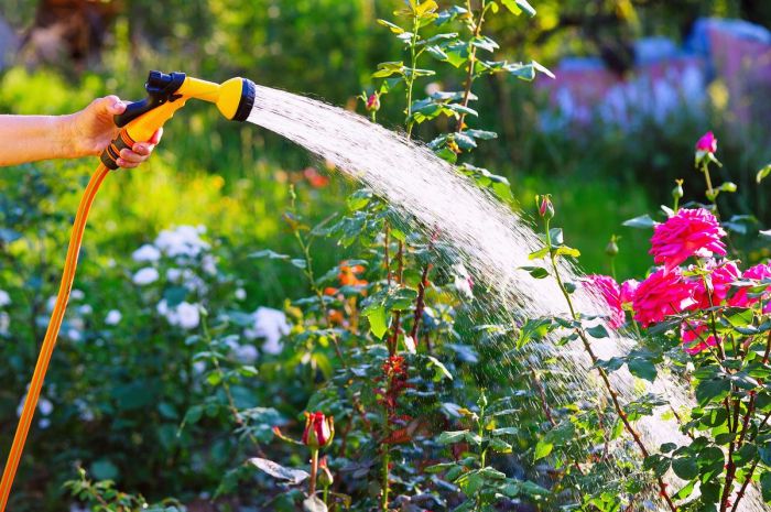 How many times water plants