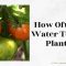 How Many Times to Water Tomato Plants