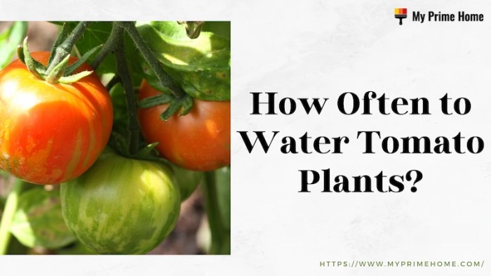 How many times to water tomato plants