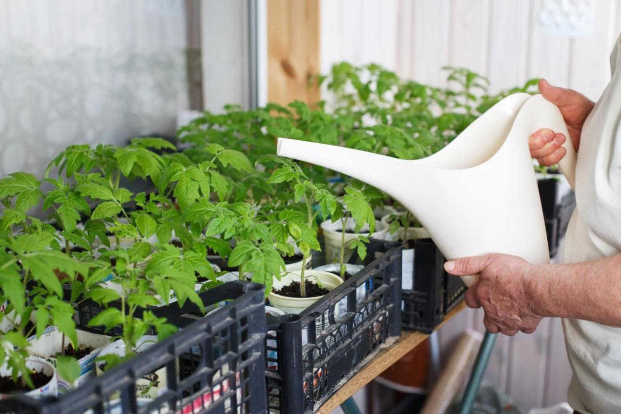 How much do you water bell pepper plants