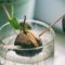 How Much Should I Water My Avocado Plant?