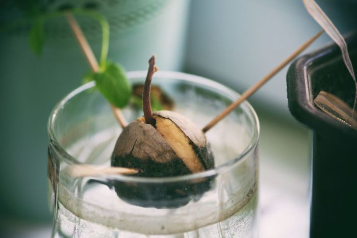 Avocado growing water pit rotting drying mid september sg garden good