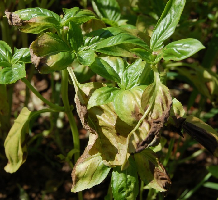 How many times to water basil plant