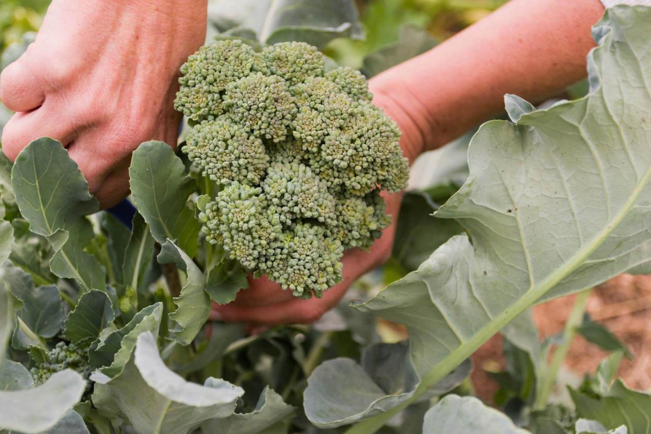 How much to water broccoli plants