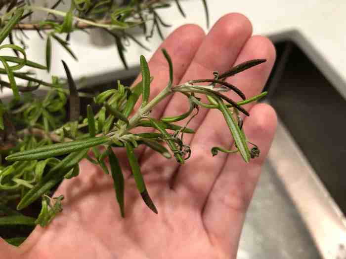 Rosemary drooping transplanting before worse should now do can was comments horticulture