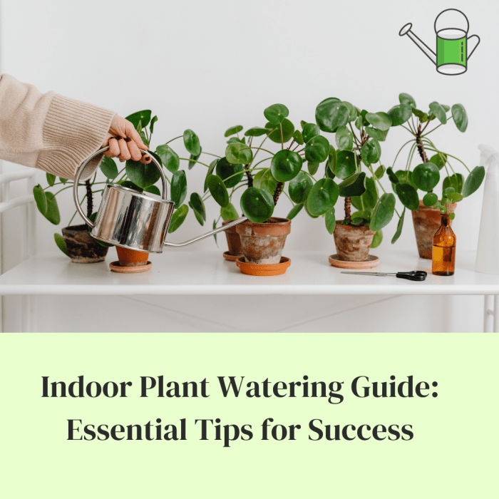 Water often houseplants should plants plant watering indoor empressofdirt choose board