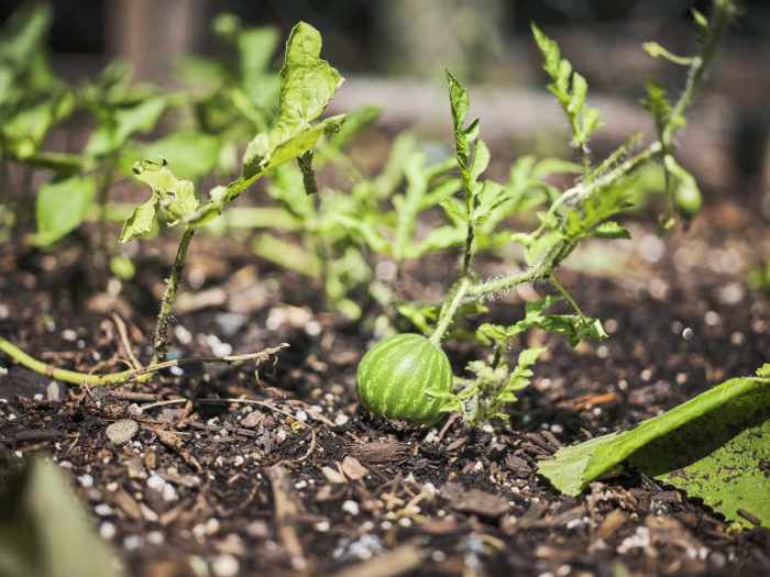 How much should i water my watermelon plant