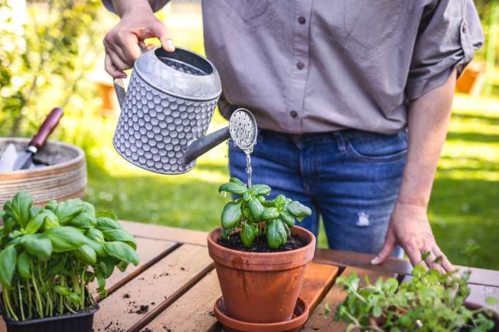 How much to water indoor plants in pots