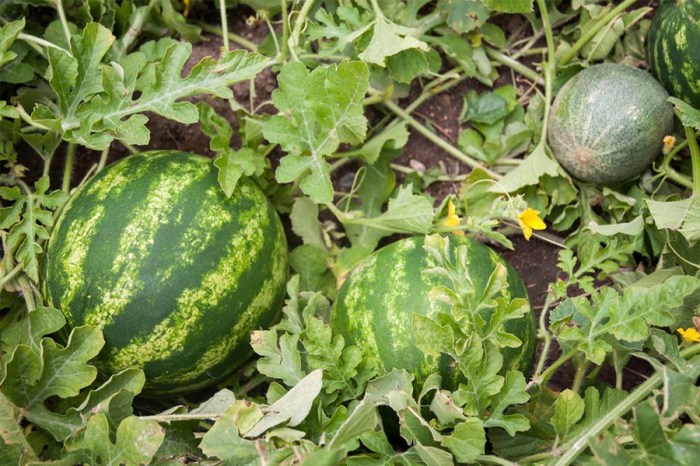 How much should i water my watermelon plant