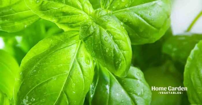 How much do you water a basil plant