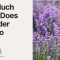 How Much to Water Lavender Plants