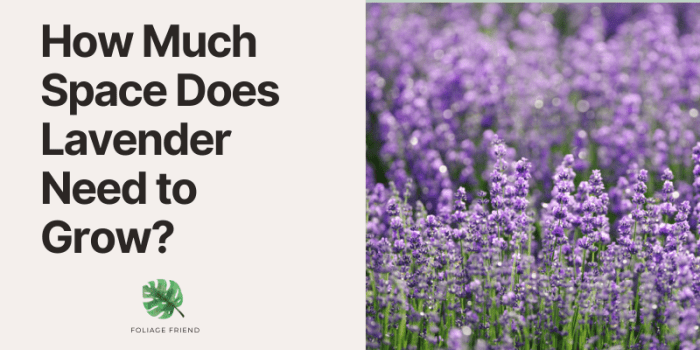 How much to water lavender plant