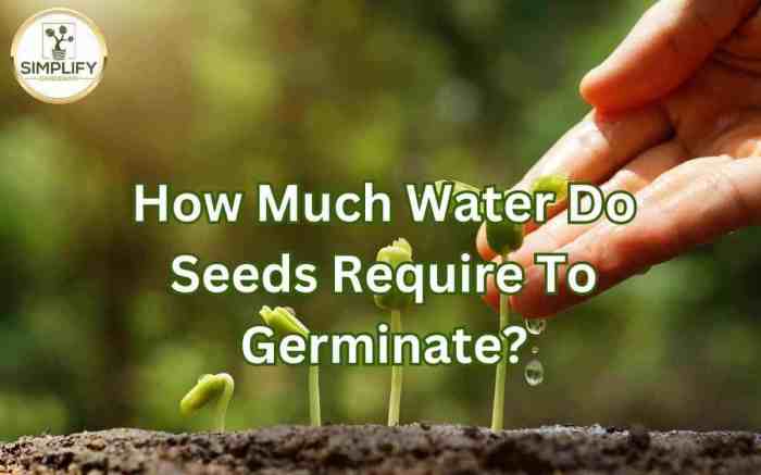 How much to water seeds after planting