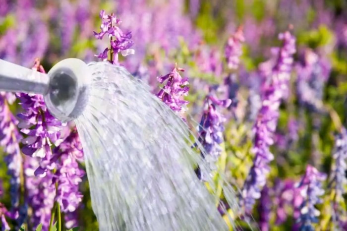 How much should i water my lavender plant