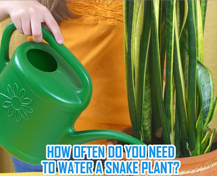 How much do i water a snake plant