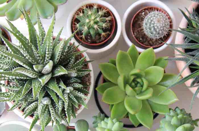 How much do you water succulent plants