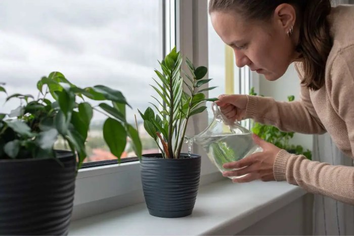 How much should you water house plants