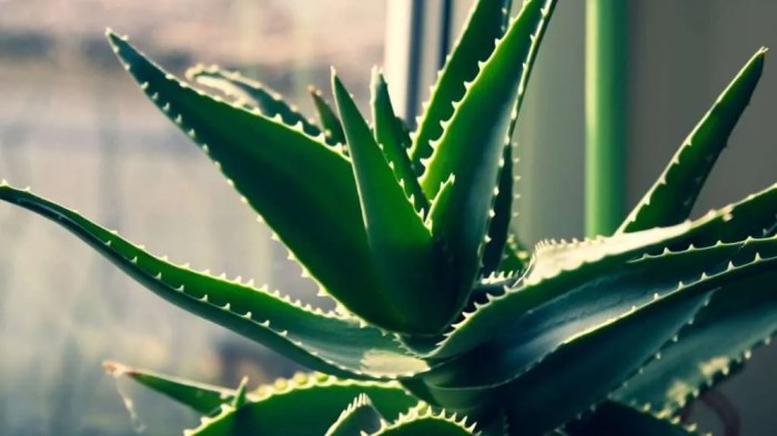 How much should i water an aloe plant