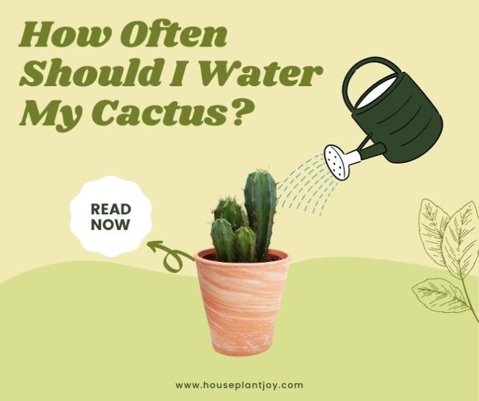 How much to water outdoor potted plants