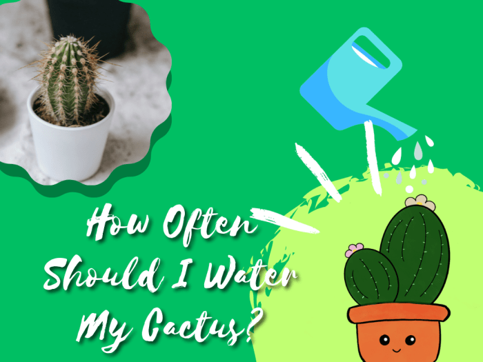 Cactus dengarden watering cacti spratt unsplash