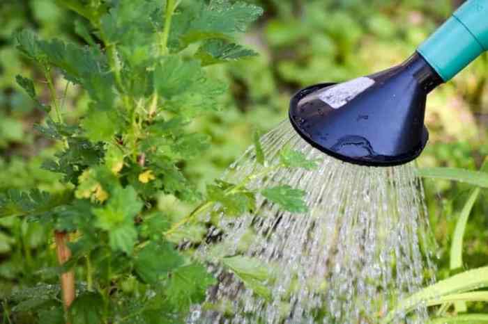 How much to water plants in garden