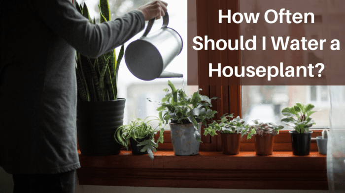 How much should you water house plants