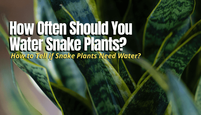 How much do i water a snake plant