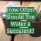 How Much Do You Water a Succulent Plant?