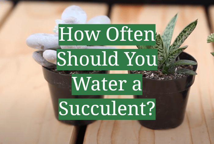 How much do you water a succulent plant