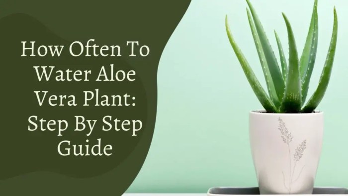 How much do you water aloe vera plants