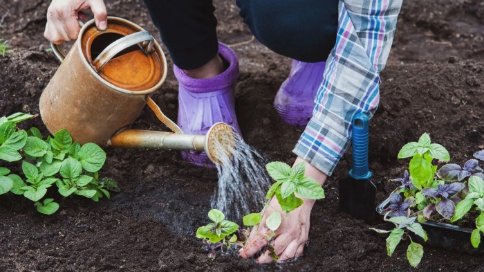 How many times to water basil plant